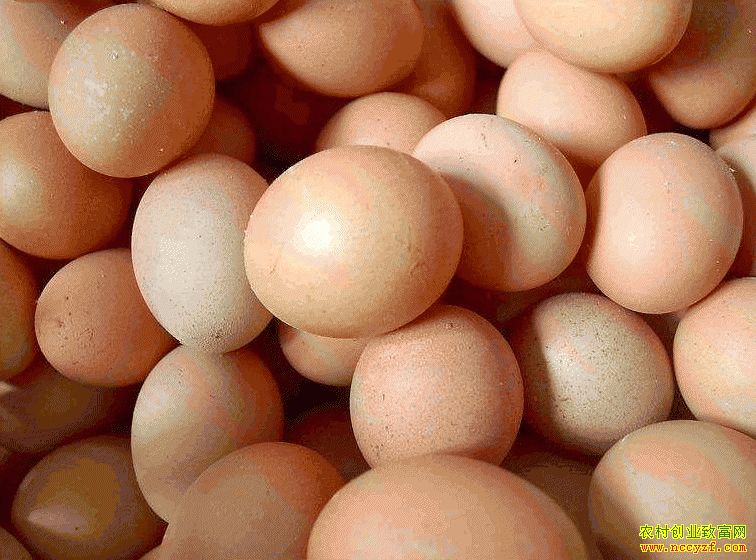 肇東雞蛋價(jià)格最新動(dòng)態(tài)，跟隨自然腳步，重拾內(nèi)心寧?kù)o與平和的探索之旅