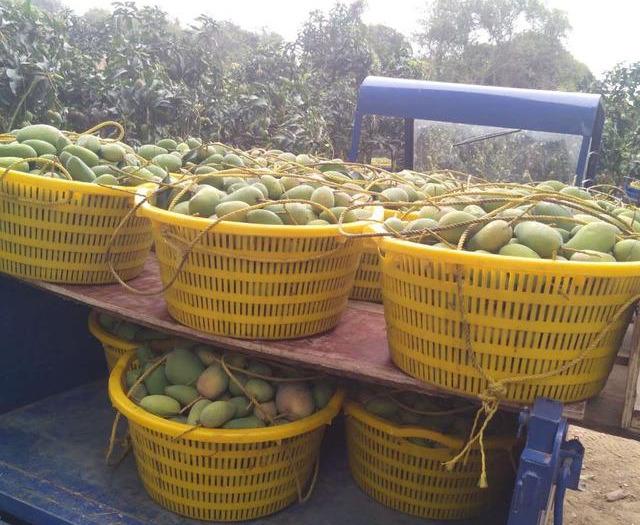 最新芒果品種揭秘，熱帶風味的獨特魅力探索