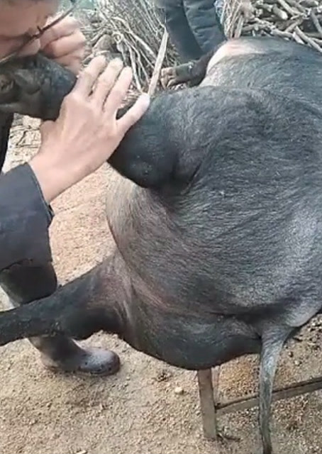 豬圈中的歡樂(lè)時(shí)刻，最新吹豬視頻集錦