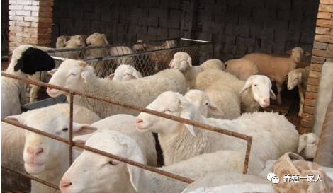 內(nèi)蒙古活羊價格指南，如何了解與評估羊只價值