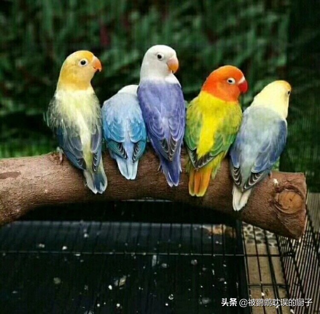 牡丹鸚鵡最新報(bào)價(jià)，市場走勢分析與選購指南