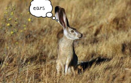 最新夜間捕獵兔子視頻，揭秘夜間捕兔三大要點(diǎn)深度解析