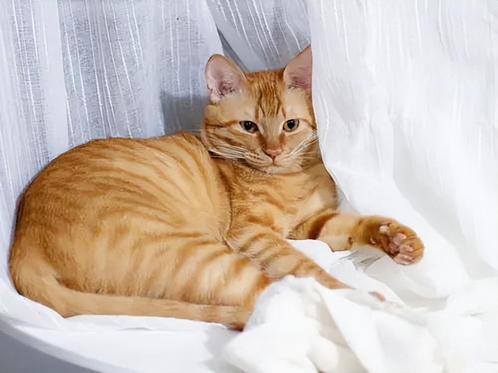 貓品種與價(jià)格，一場(chǎng)自然美景的探尋之旅