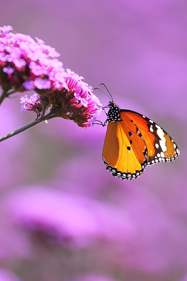 紫蝶舞動新篇章，任務(wù)完成與技能學(xué)習(xí)指南