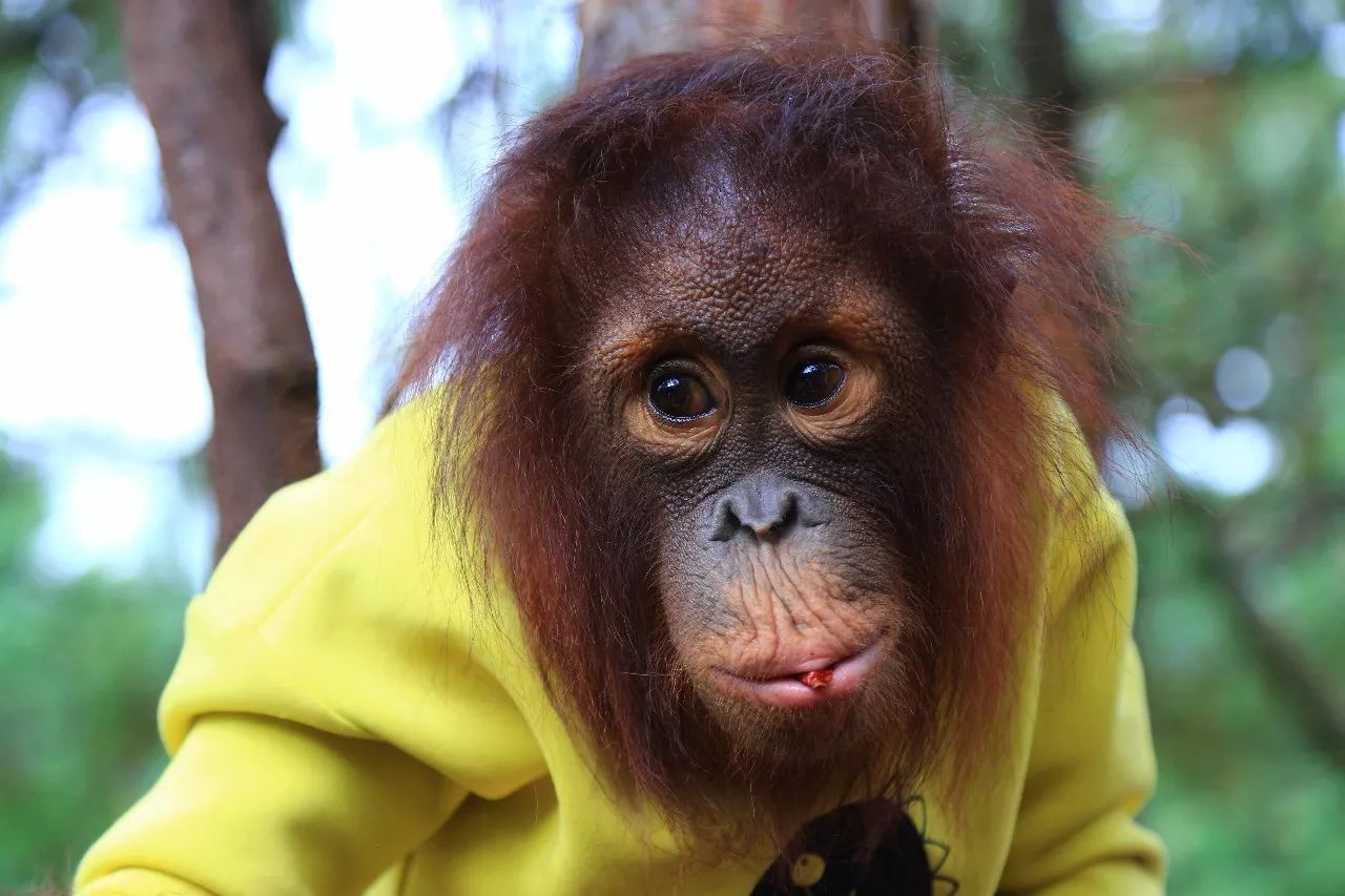 科技重塑人與自然和諧交響，動(dòng)物大明星的交響樂章