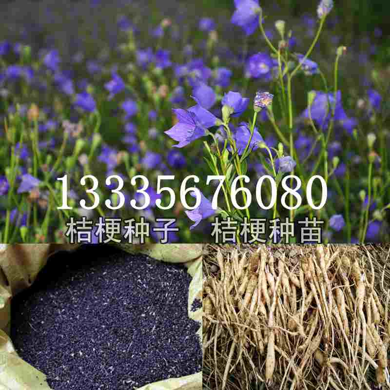 桔梗種子價(jià)格揭秘，成長(zhǎng)旅程與自信綻放之路