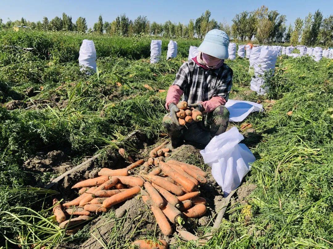 胡蘿卜最新市場(chǎng)價(jià)格概覽，最新市場(chǎng)價(jià)格指南
