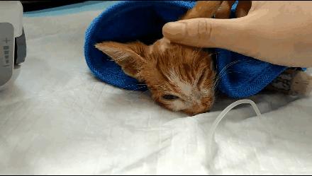 貓球比賽，激發(fā)潛力的勵志之旅