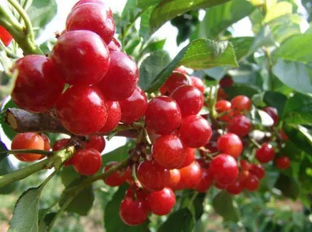 櫻桃產(chǎn)地價(jià)格最新動態(tài)更新