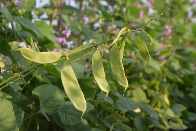 豆子行情，綠色之旅中的內(nèi)心平靜探尋