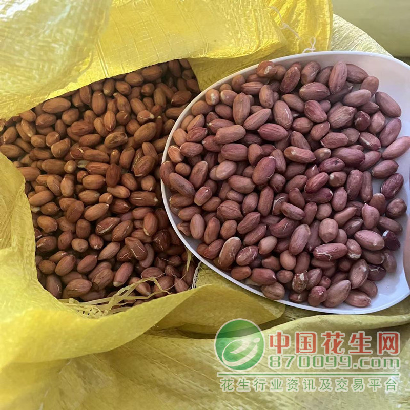 汝南花生米最新市場價格概況