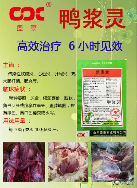 現(xiàn)在鴨苗行情詳解，選購、養(yǎng)殖與盈利的全方位指南