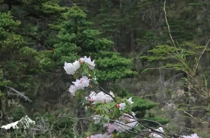 雨崩最新美景圖，探索與欣賞的詳細(xì)步驟指南，美不勝收！