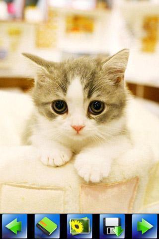 探索特色小店，最新貓咪應(yīng)用下載，小巷隱藏寶藏的奇妙之旅