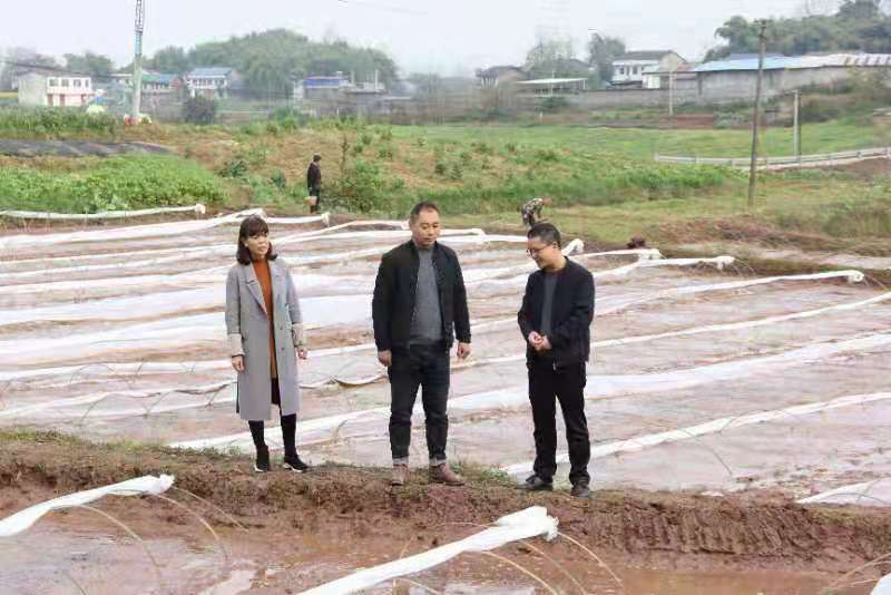 合川土場最新動(dòng)態(tài)更新，今日最新資訊速遞