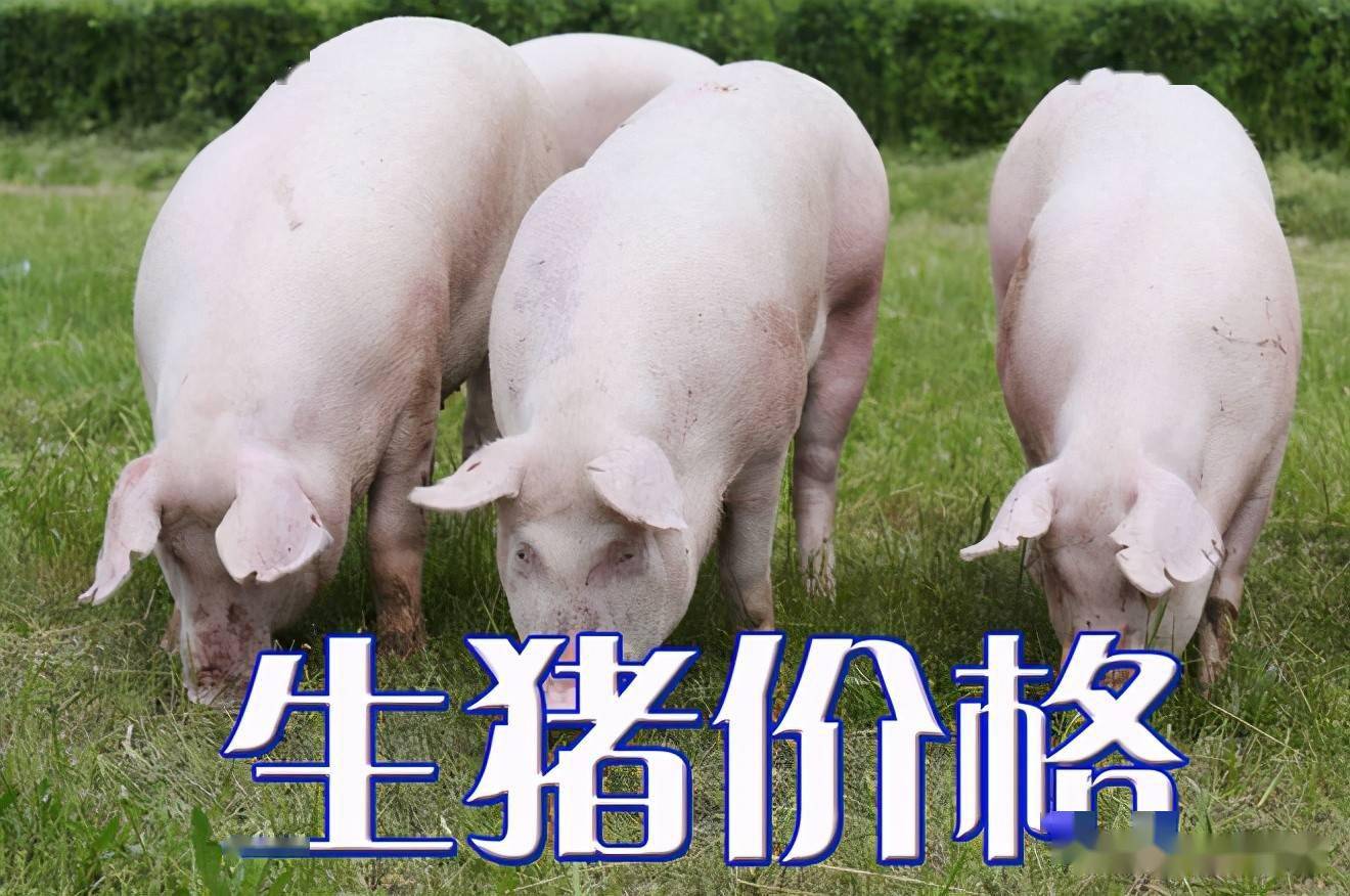 濰坊今日生豬價格探索，一場綠色之旅尋找內(nèi)心平靜