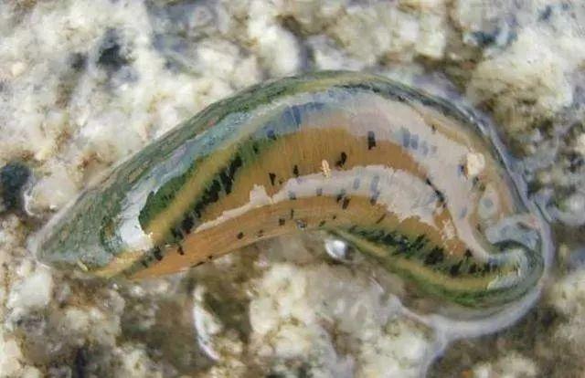 石斑魚孵化技術(shù)革新詳解，從入門到精通的孵化指南