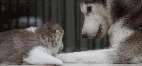 電視劇母子連心，心靈與自然的溫暖之旅