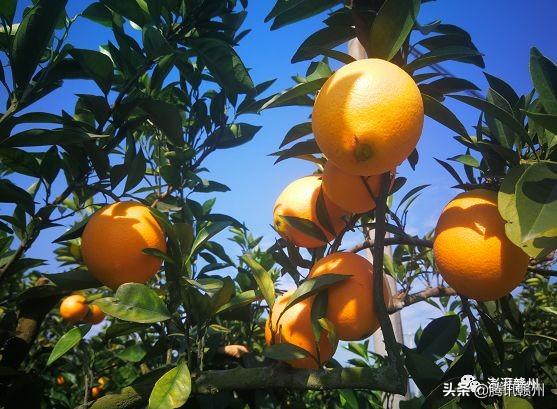 贛州上市公司，閃耀未來，共創(chuàng)繁榮時代！