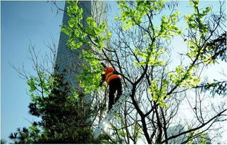 馬樹(shù)最新資訊，完成任務(wù)與學(xué)習(xí)新技能的詳細(xì)步驟指南