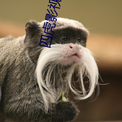 四虎影最新在線觀看，熱門影視的全新體驗(yàn)