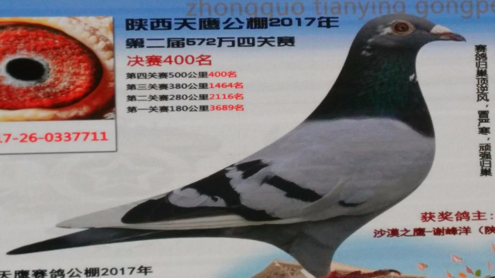 天鷹公棚歷程回顧，最新消息鑄就輝煌篇章