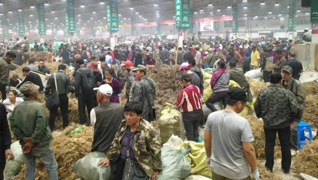 萬良人參市場(chǎng)最新動(dòng)態(tài)揭秘，日常奇遇與溫情紐帶