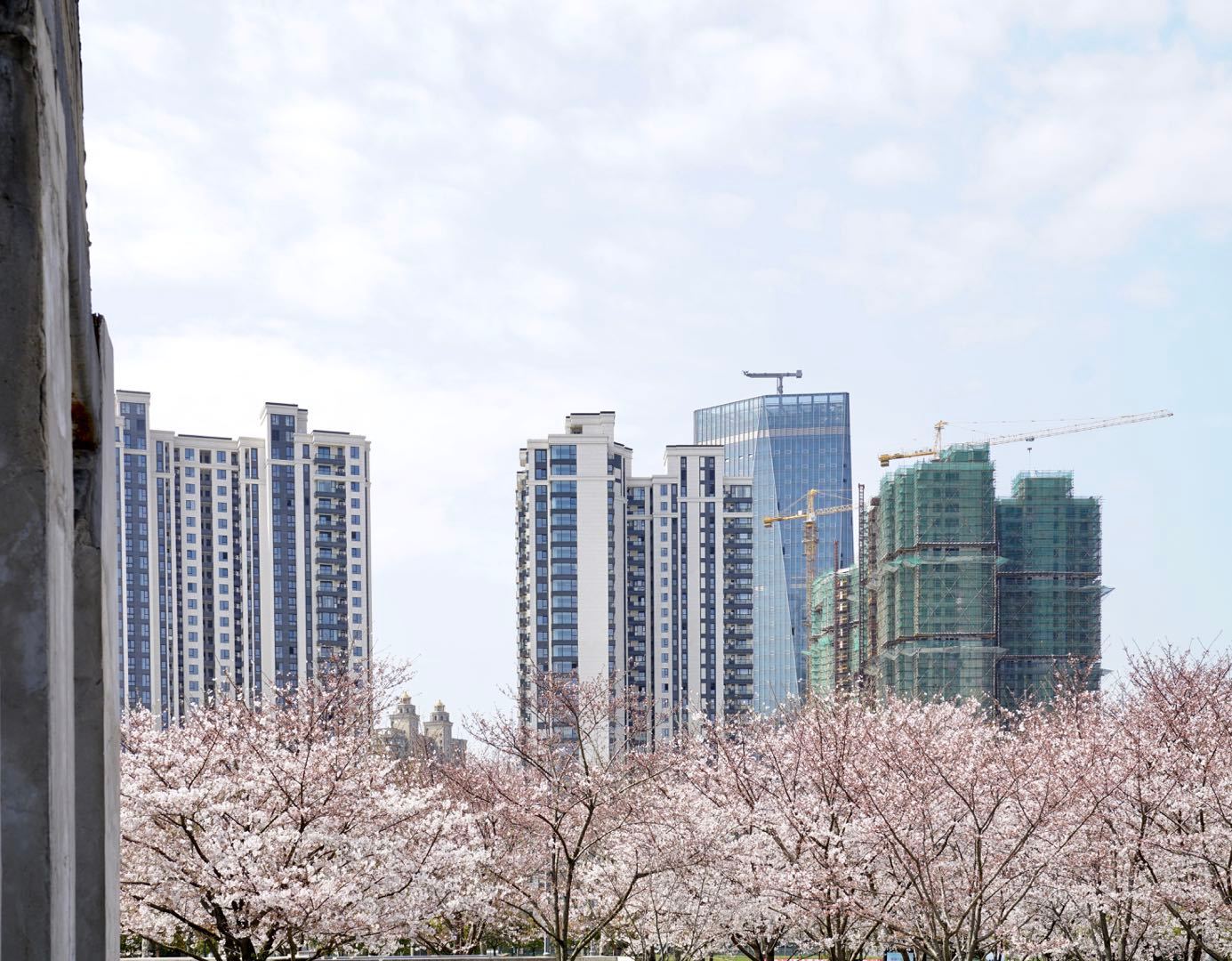 櫻花園置換最新進(jìn)展揭秘，科技重塑生活，煥發(fā)新生希望