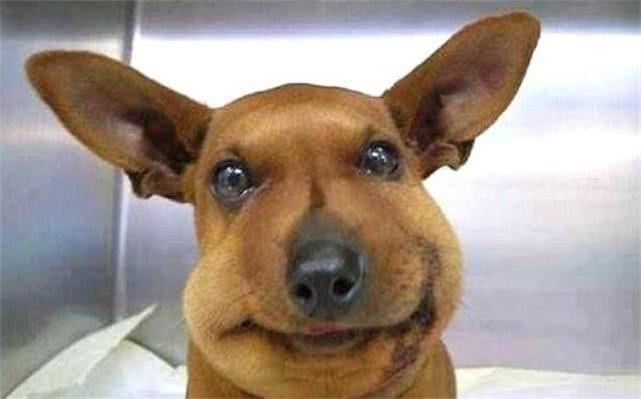 最新毒蜂，逆風(fēng)翱翔，學(xué)習(xí)鑄就自信與成就之巔