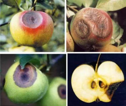 最新炭疽病治療藥物，變化、學習與信心的力量探索