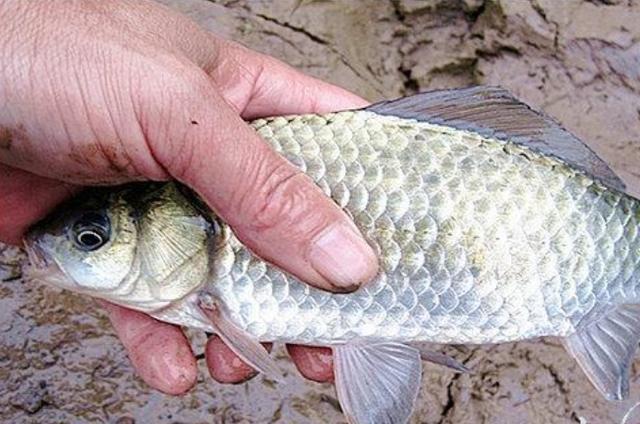 高科技智能魚探設(shè)備引領(lǐng)海洋探索新時(shí)代，最新魚訊速遞