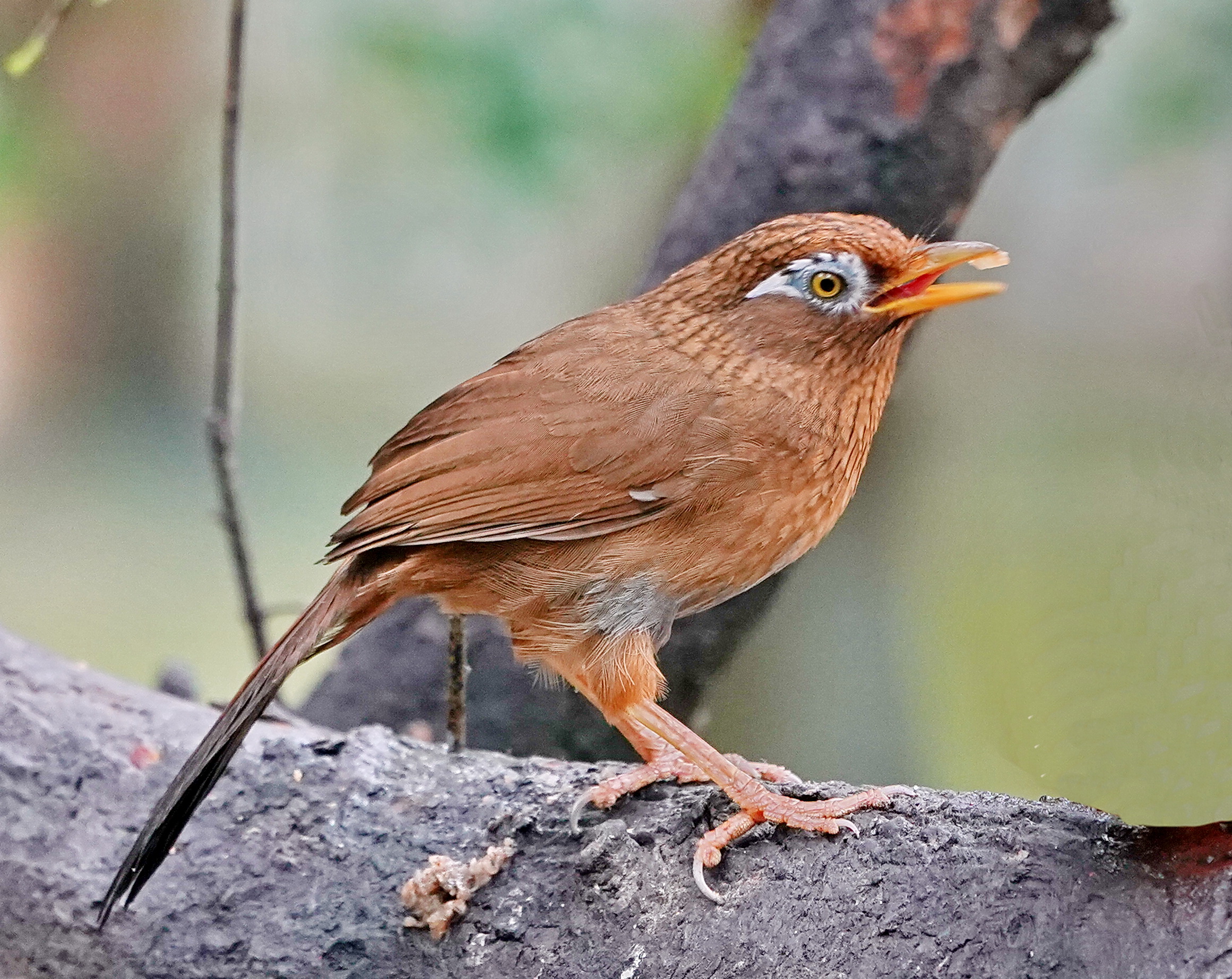 最新畫眉鳥，與自然美景的遨游，探尋內(nèi)心平和的旅程