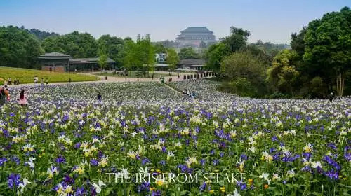 石象湖門票最新信息，賞花門票火熱搶購中！