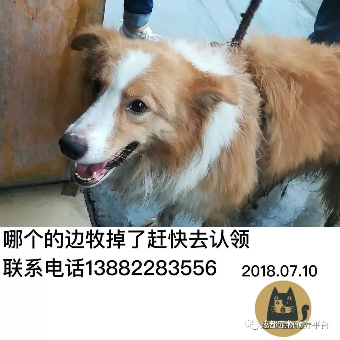 成都最新尋狗記，巷弄深處特色小店中的尋寵之旅