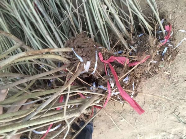 連翅最新價格深度解析，歷史背景、重要事件與地位探討