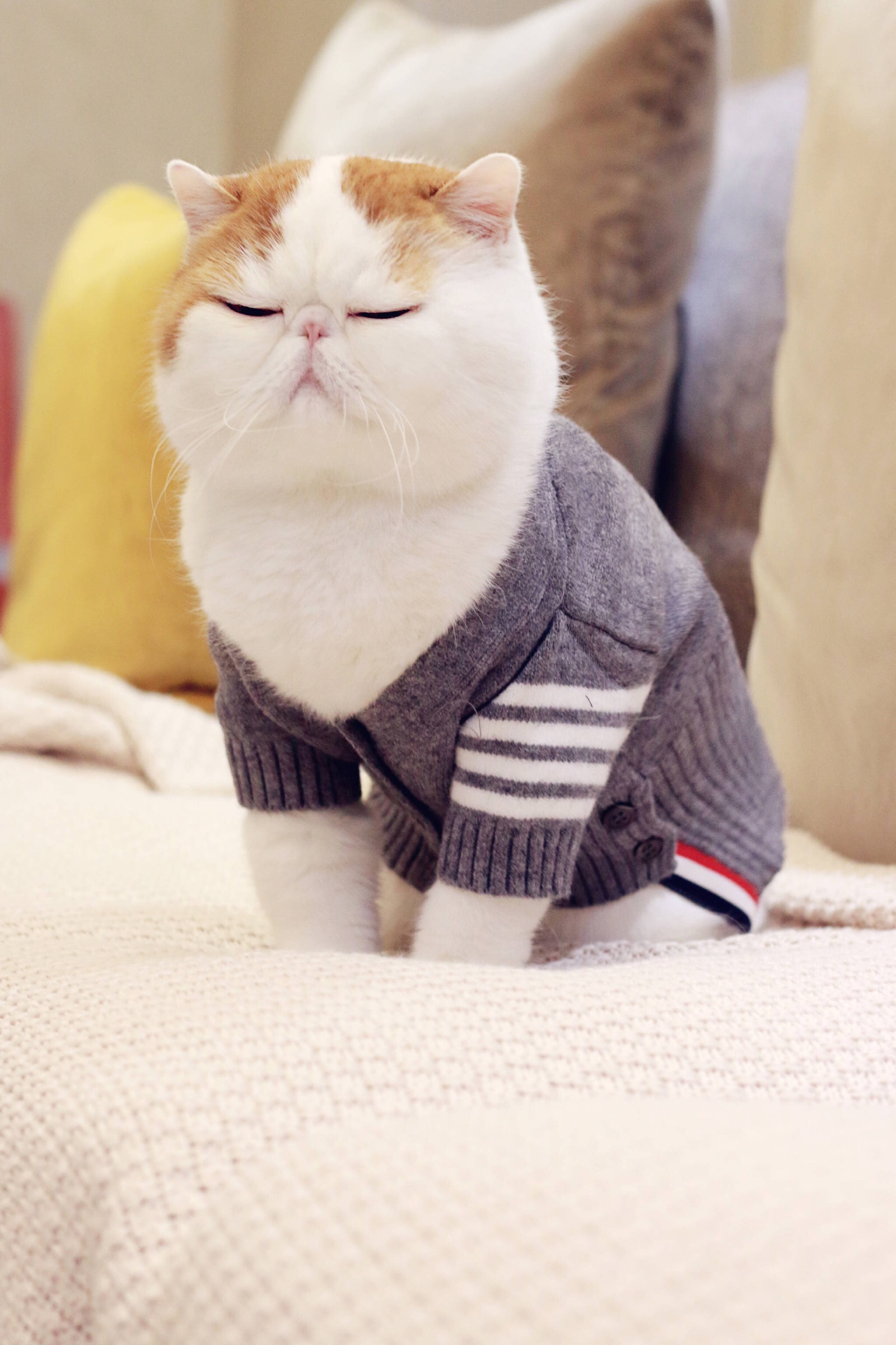 小胖Snoopy最新萌照，瞬間融化人心！