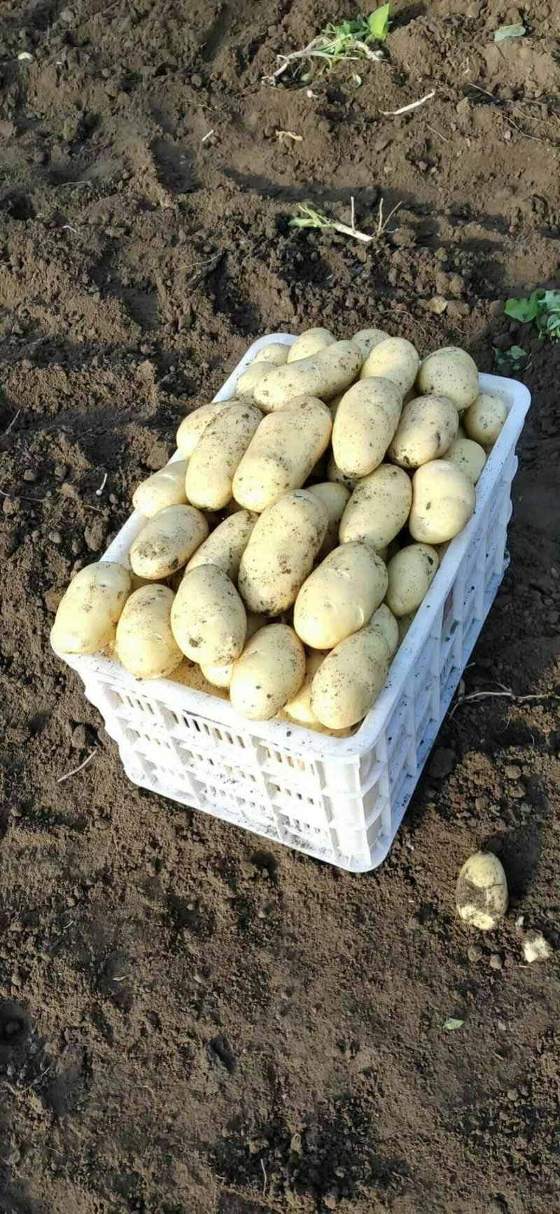 萊西土豆最新價(jià)格動(dòng)態(tài)，變化中的價(jià)值與學(xué)習(xí)中的力量