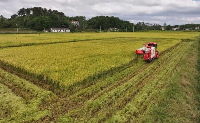 最新直播稻技術(shù)揭秘，小巷深處的稻田直播秘境探索