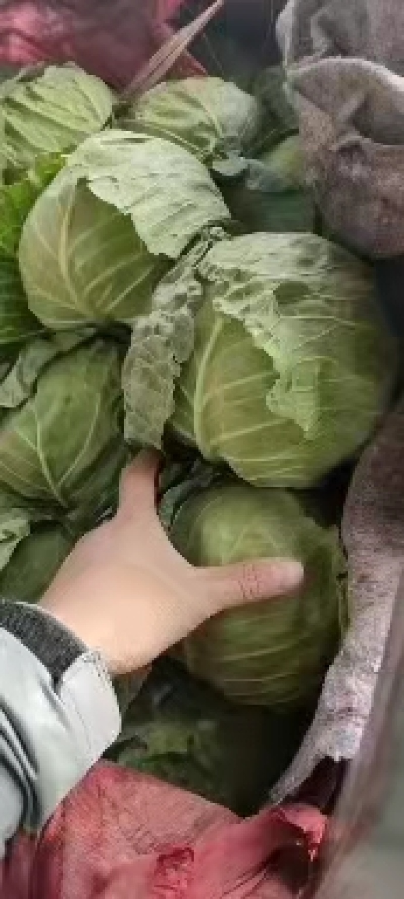 永年甘藍(lán)最新價(jià)格及市場(chǎng)走勢(shì)、種植要點(diǎn)與購(gòu)買指南全解析