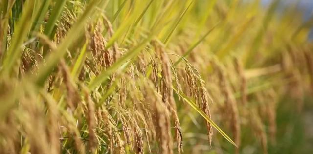 蒼南最新動態(tài)，變化中的力量，學習鑄就自信與成就