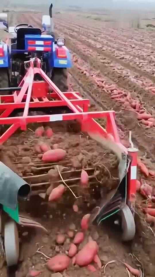 科技革新引領(lǐng)紅薯挖掘新紀(jì)元，最新挖紅薯機器亮相！