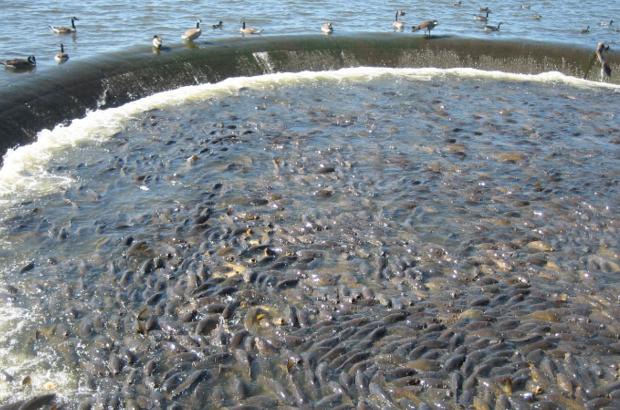 美國鯉魚成災背后秘密揭秘，鯉魚泛濫與小巷獨特小店的故事