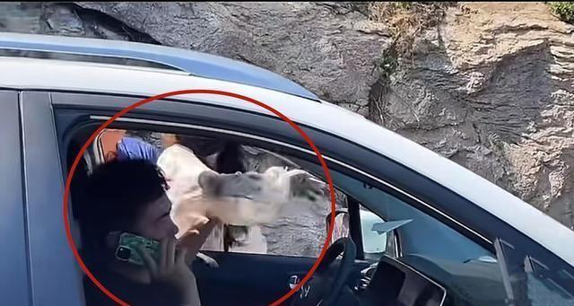 奔馳最新廣告，小明的溫情之旅啟程了