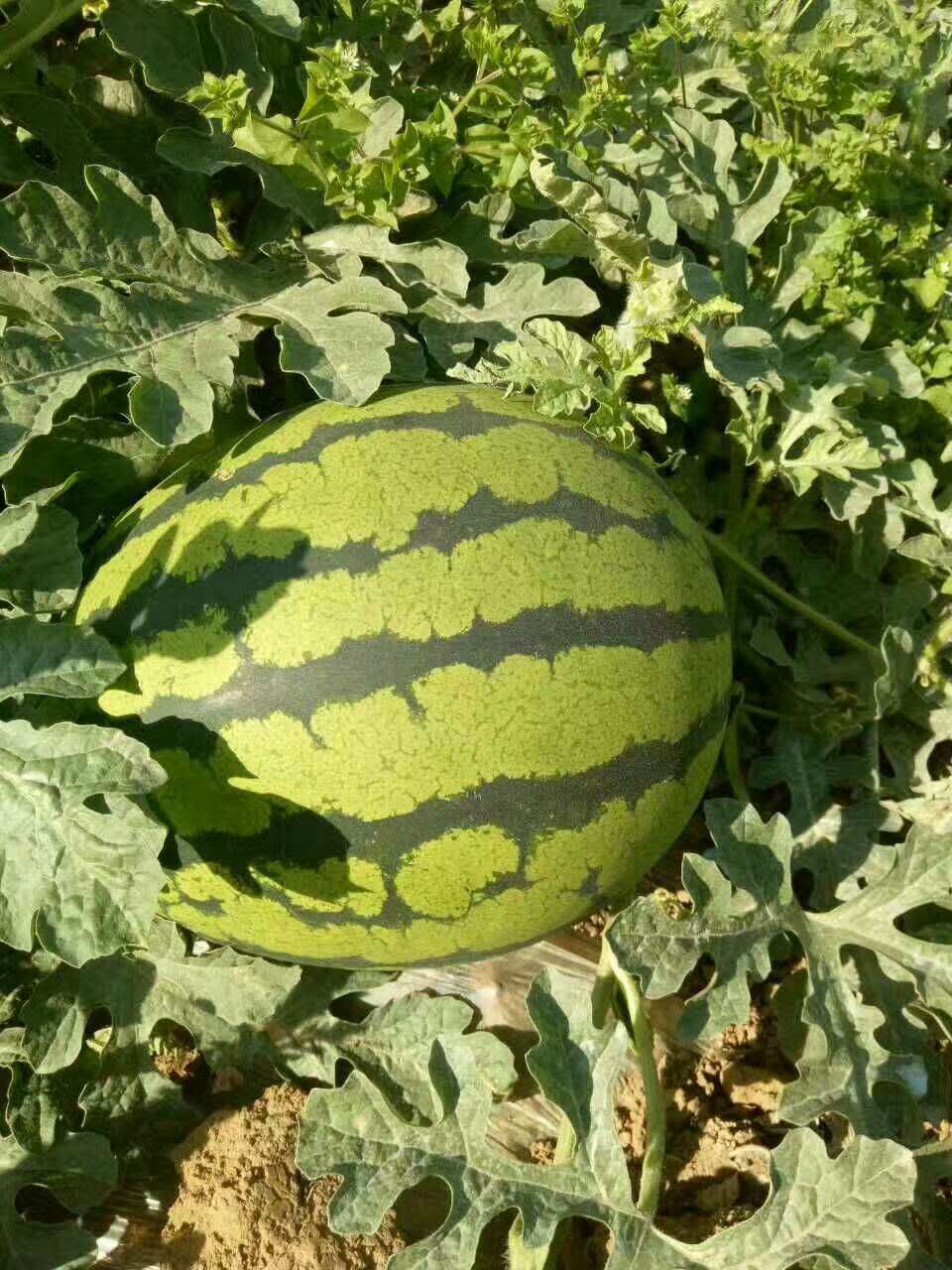 惠民西瓜最新價格，一顆瓜的成長之路與你的成長相伴