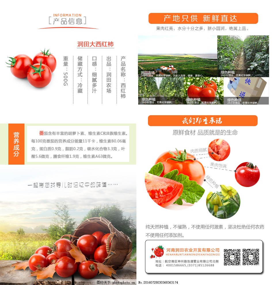 安徽西紅柿產(chǎn)地探秘，自然美景與鮮美西紅柿的邂逅之旅