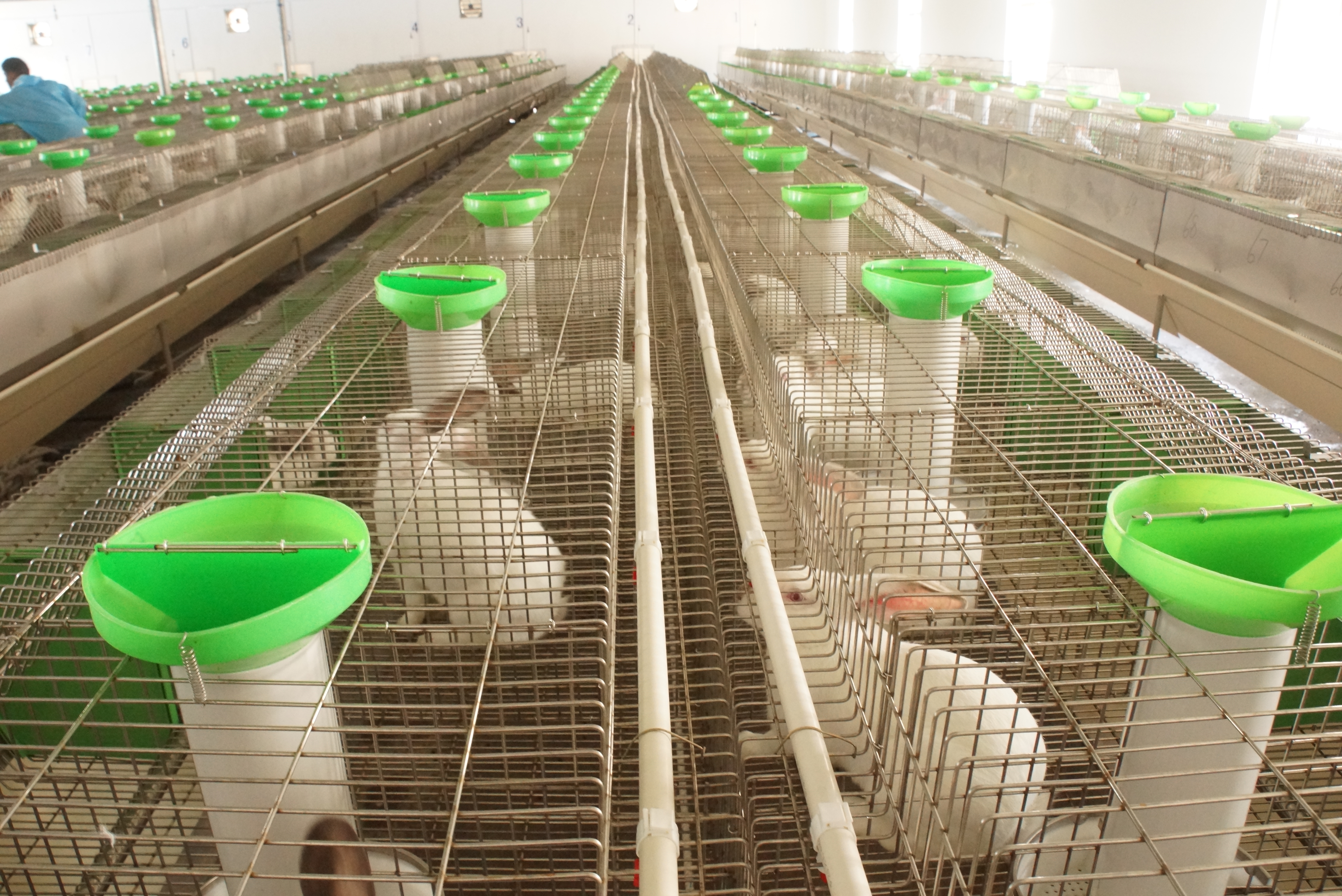 革新養(yǎng)兔行業(yè)的力量之源，最新養(yǎng)兔設(shè)備介紹與展示