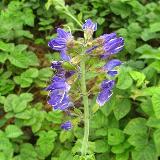 亳州丹參最新價(jià)格，市場(chǎng)走勢(shì)及選購(gòu)指南全解析