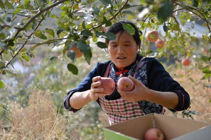 沂源蘋(píng)果最新價(jià)格，綠色之旅帶來(lái)內(nèi)心的平靜