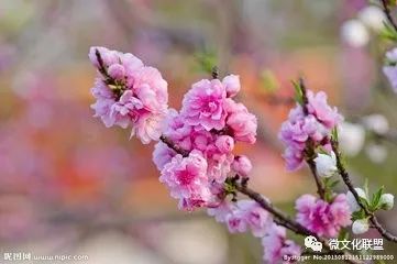 科技巔峰之作桃花開(kāi)啟未來(lái)生活新紀(jì)元，最新章節(jié)預(yù)覽