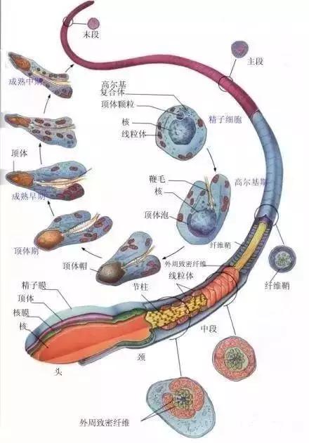 窩精子最新，小巷中的秘密風(fēng)味探索